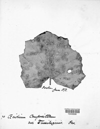 Puccinia lapsanae image
